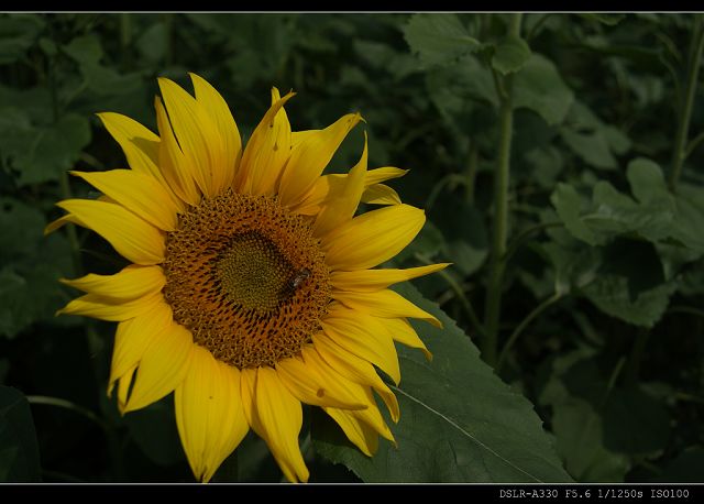 http://i.dcview.tw/gallery/201011/4ef5d4b5f3f0061e1afa241241ccf146.jpg