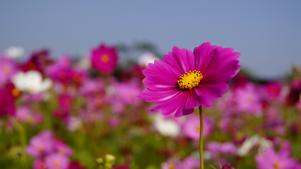 http://i.dcview.tw/gallery/201011/682f33560de146b92c63ba9eab338099.jpg