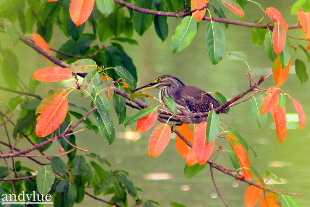 http://i.dcview.tw/gallery/201011/70c4747521f14d68dd9736a1beb6421f.jpg