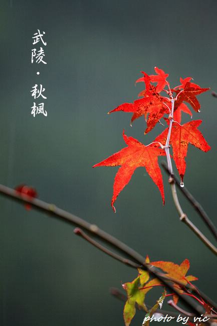 http://i.dcview.tw/gallery/201011/94367b83c9de03929a48fc9aaa07bf6b.jpg