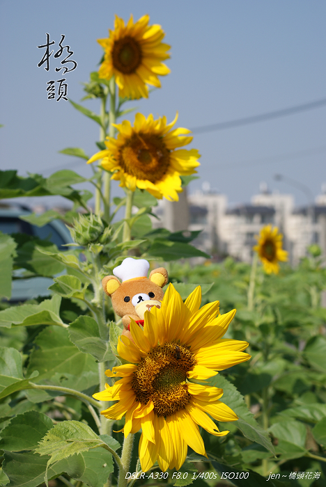 http://i.dcview.tw/gallery/201011/9a119924f96175d6ec47c25a04ac087a.jpg
