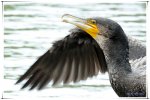Little Shag 22-35