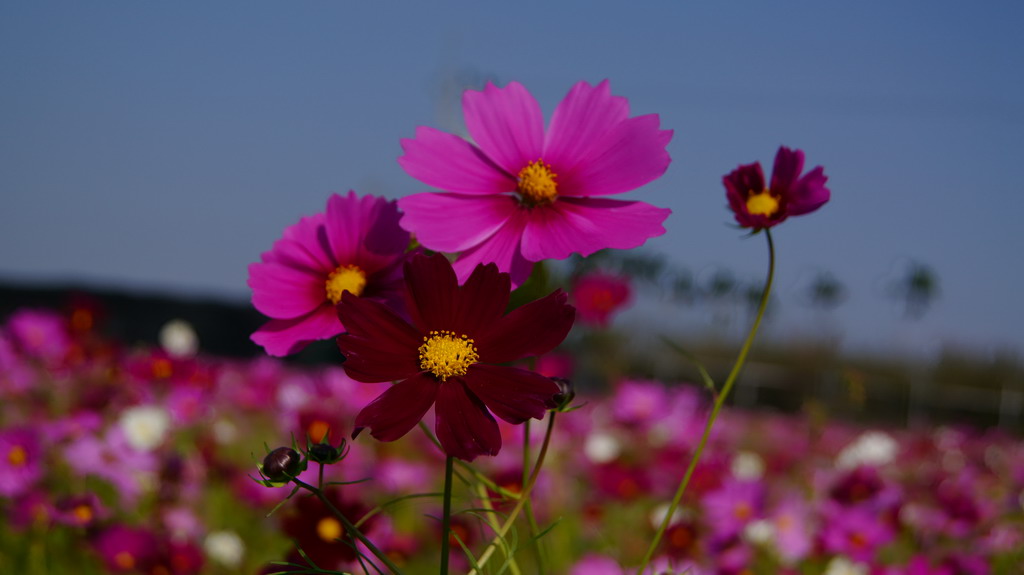 http://i.dcview.tw/gallery/201011/a619d118012bb2b39f8feb6308d889ee.jpg