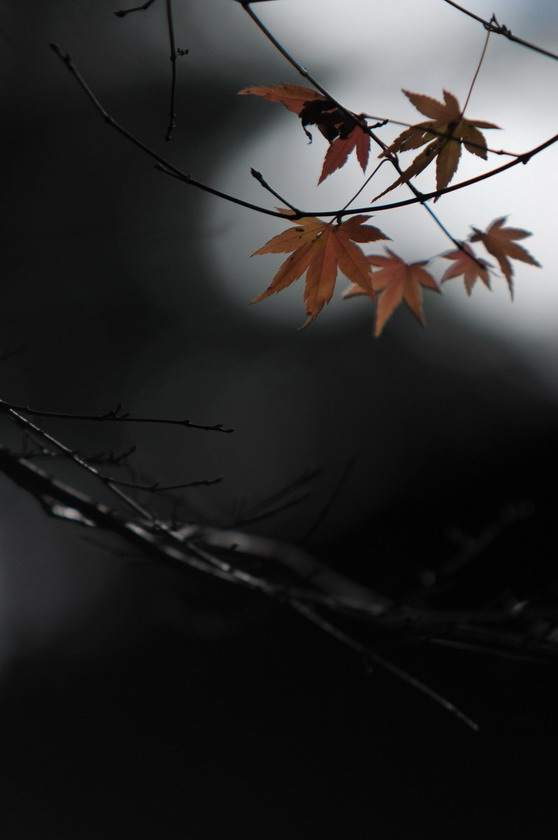 http://i.dcview.tw/gallery/201012/0555380a5e5ed1564db1ef8b970d2fd3.jpg