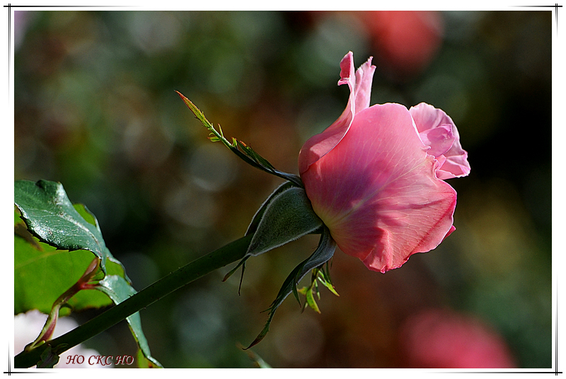 http://i.dcview.tw/gallery/201012/1e83d26cb563e3debd13a707a3f77833.jpg