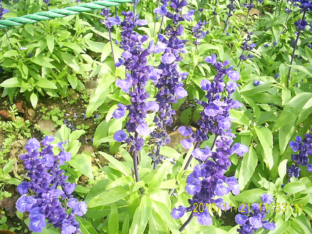http://i.dcview.tw/gallery/201012/4d7bd8722f86f9711f3e06ea5642bd76.jpg