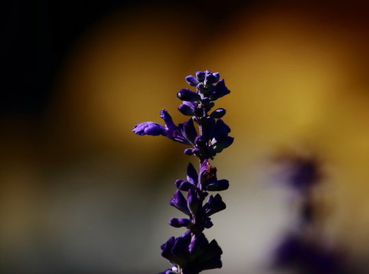 http://i.dcview.tw/gallery/201012/5fad786e6262a501fe5578607238f381.jpg