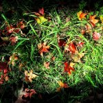 秋遊武陵‧如夢似幻