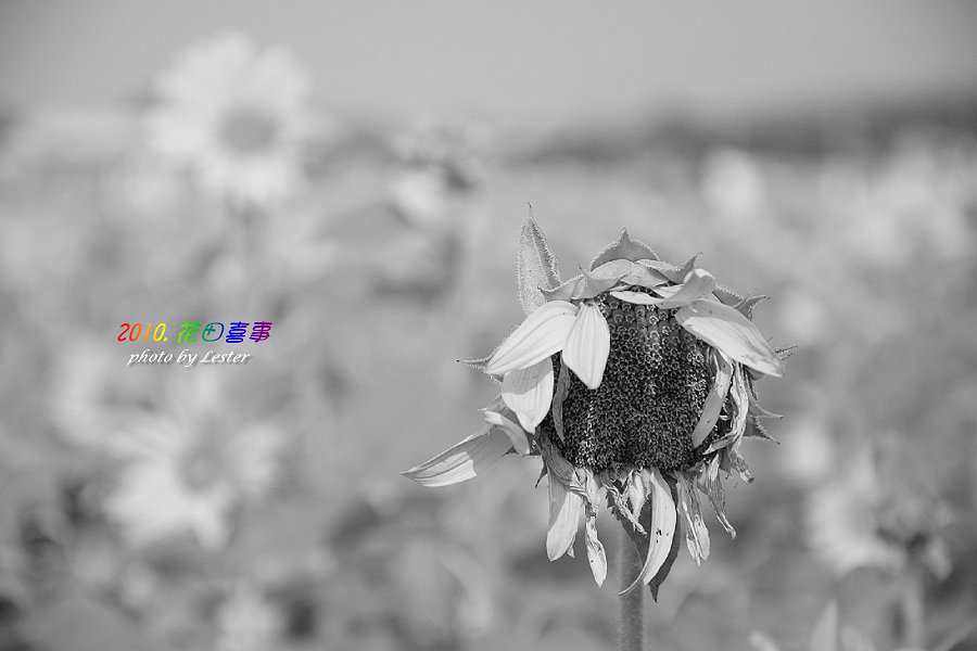 http://i.dcview.tw/gallery/201012/6b748329777a5c631c82b08a515525ff.jpg