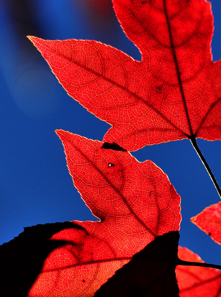 http://i.dcview.tw/gallery/201012/6f1b4bdcbb834ae63c05a4b653a9d146.jpg