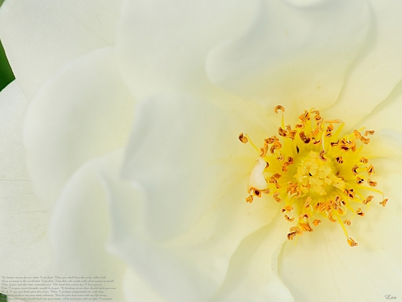 http://i.dcview.tw/gallery/201012/7198cff4c048849169e51583634f74b9.jpg
