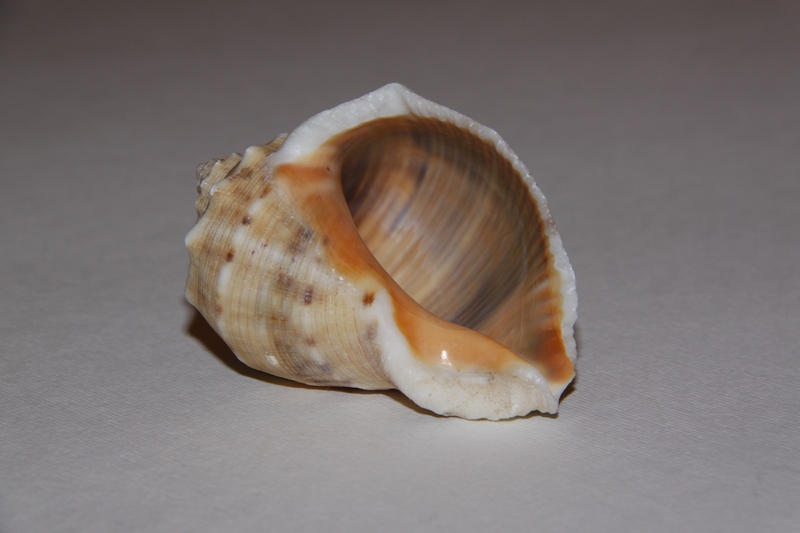 http://i.dcview.tw/gallery/201012/751c2513836e1a81d37be4e57f8cc142.jpg