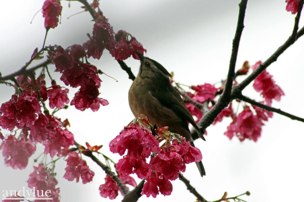 http://i.dcview.tw/gallery/201012/9037cb724303d5244b28fc2e0bf75648.jpg