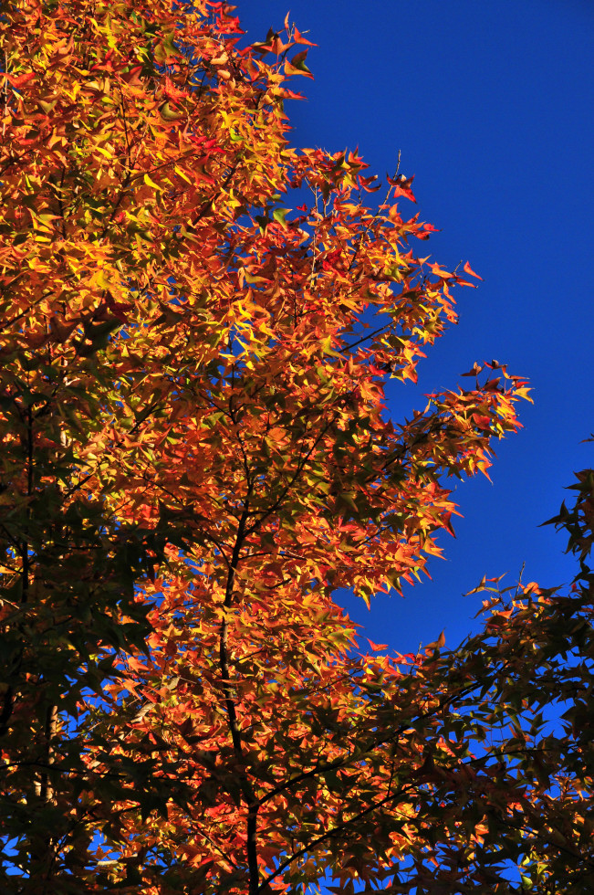 http://i.dcview.tw/gallery/201012/a0139ac27f52ba90b3bf9fb7b38af63f.jpg