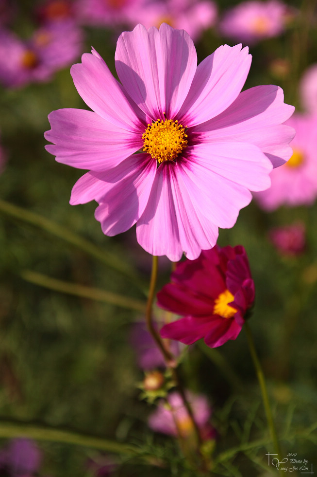 http://i.dcview.tw/gallery/201012/a0a5e1bc587dc4eedb78490b5f2f315d.jpg