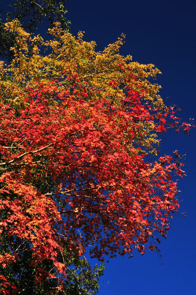 http://i.dcview.tw/gallery/201012/a5a86c46b327e47215faff593a6988d0.jpg