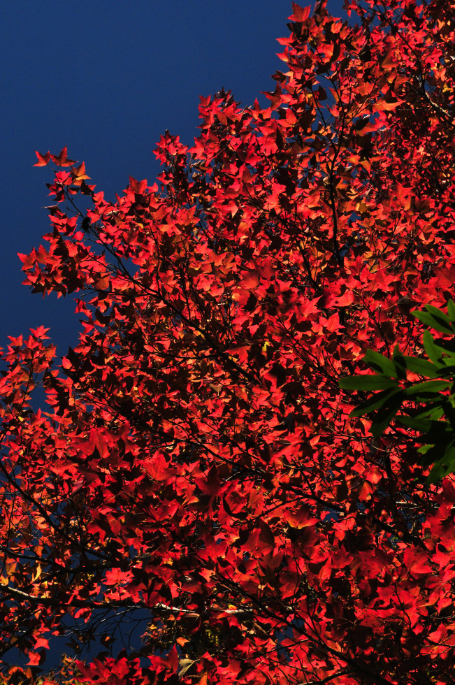 http://i.dcview.tw/gallery/201012/a67d07cc7078104e351d24de68b76595.jpg