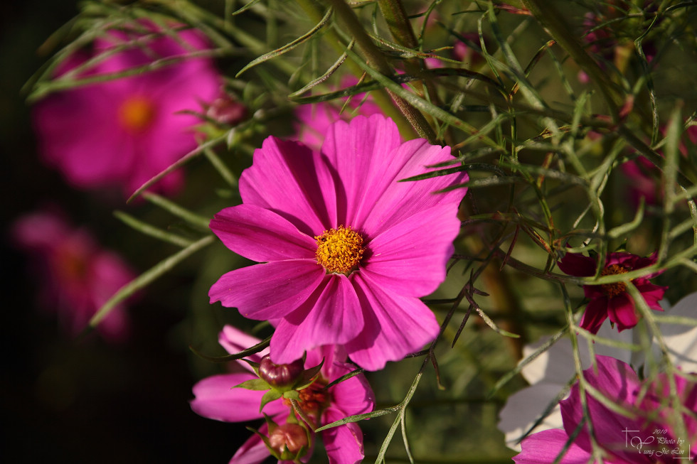 http://i.dcview.tw/gallery/201012/b695201496585f8aeda5db16404fdf94.jpg