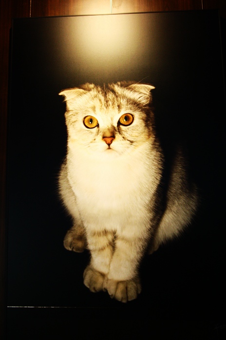 http://i.dcview.tw/gallery/201012/c0c331b79280d4478c3c103f7d4b1446.jpg