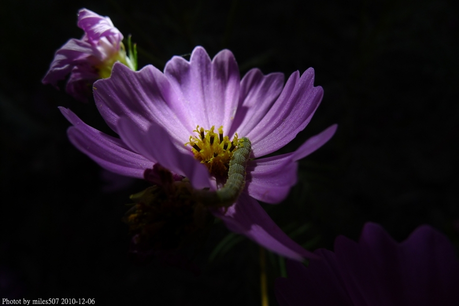http://i.dcview.tw/gallery/201012/d89daad30497d0aadae5ae6dde988516.jpg