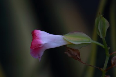 http://i.dcview.tw/gallery/201012/e3b4c79ad44b03145463f00d136e21a7.jpg