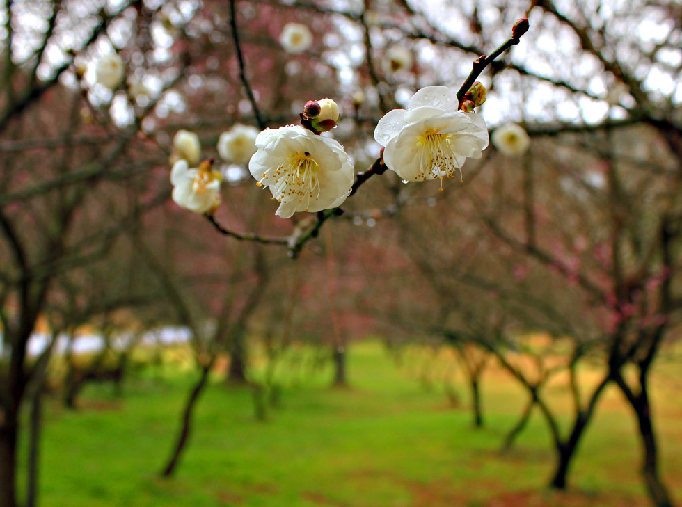 http://i.dcview.tw/gallery/201012/f1d0e8a4a99a930be4a451a3b9ad6894.jpg