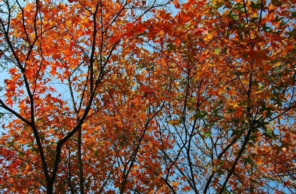http://i.dcview.tw/gallery/201012/f257b86fa7ba172f1a8afcde9a5de899.jpg