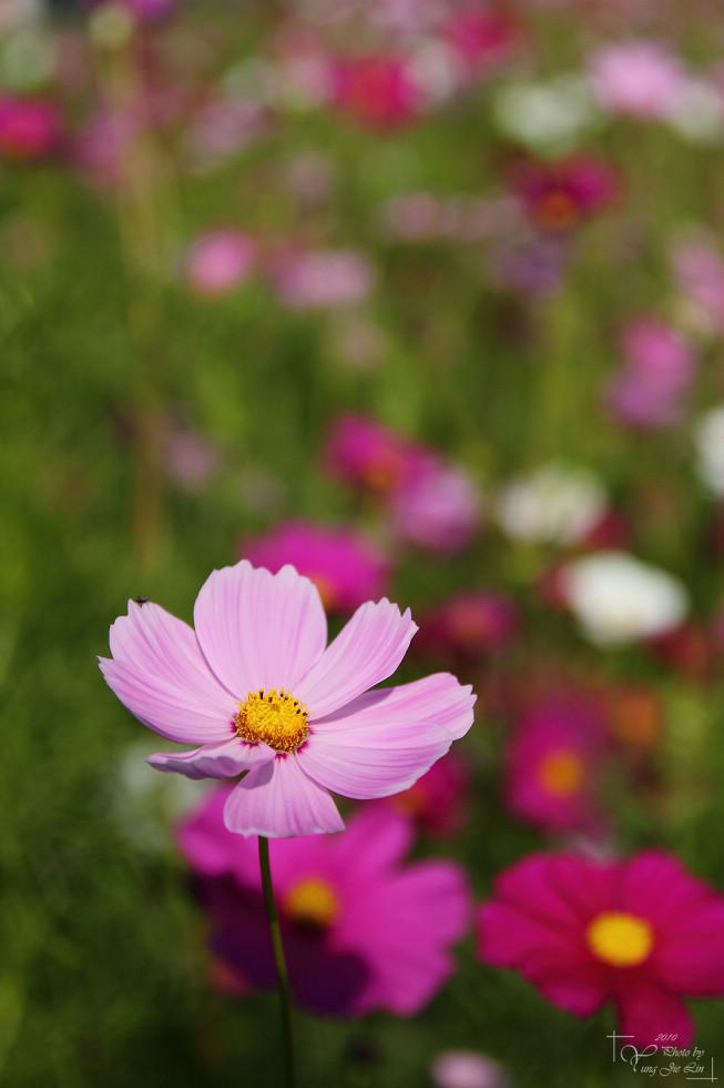 http://i.dcview.tw/gallery/201012/fb8799d0a7907f375ad0e61b543729d5.jpg