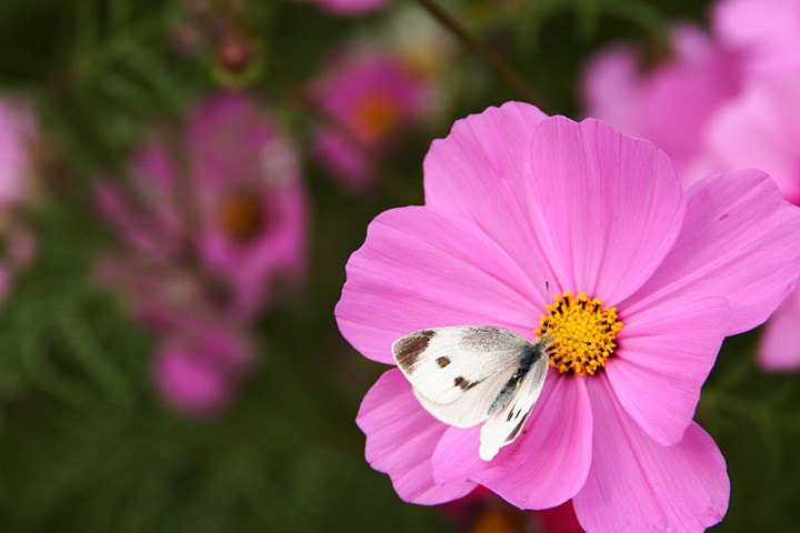 http://i.dcview.tw/gallery/201101/02107968377bb62ff5de0d98c7e1438f.jpg