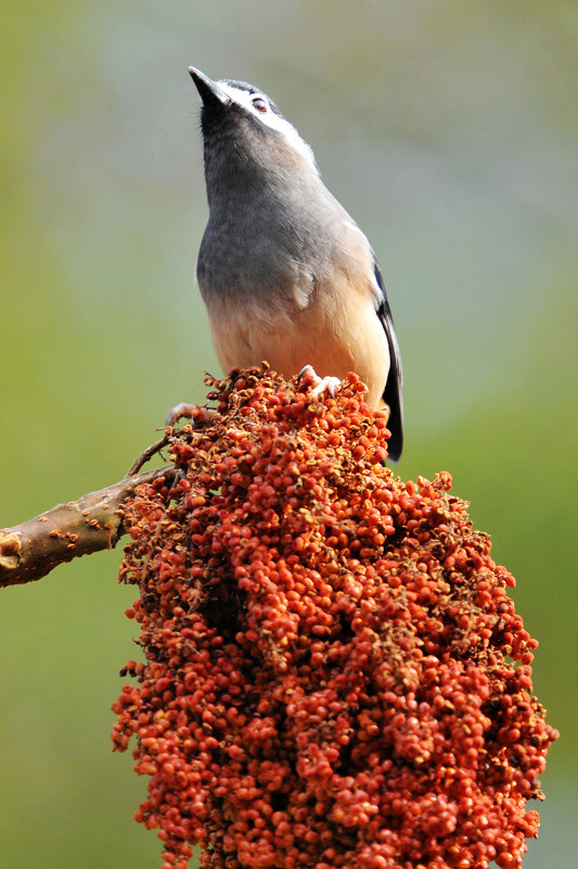 http://i.dcview.tw/gallery/201101/046919ce1e824ed7763f15265656a386.jpg