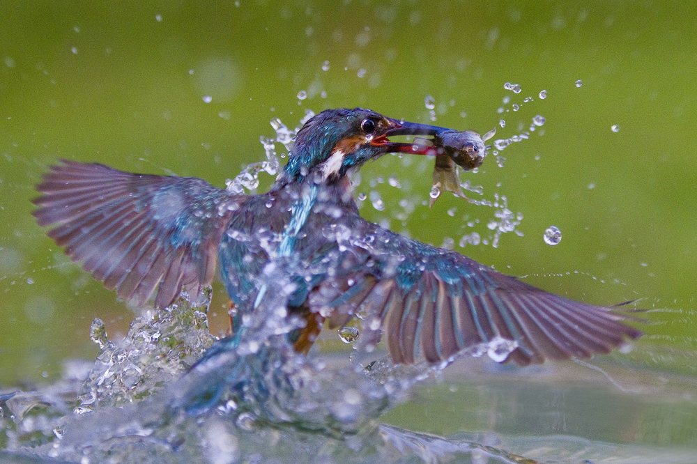 http://i.dcview.tw/gallery/201101/466160a6f9266e4b26438bd76ee62a7b.jpg