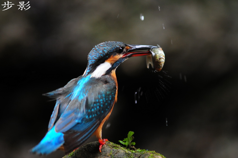 http://i.dcview.tw/gallery/201101/4717ffcd3049193bca2b877a1a48ec5a.jpg
