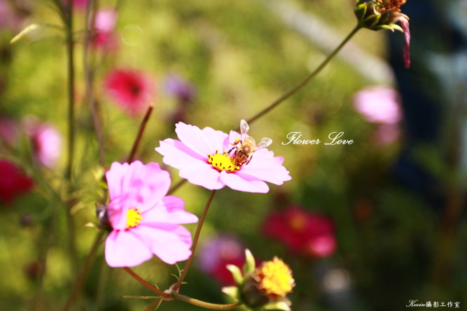 http://i.dcview.tw/gallery/201101/4a74f4e1a84ff52e0497ad49624424e1.jpg