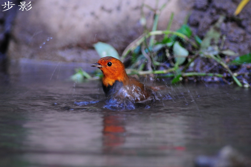 http://i.dcview.tw/gallery/201101/616dc7b0f89c1b7e62305c1064eecde2.jpg