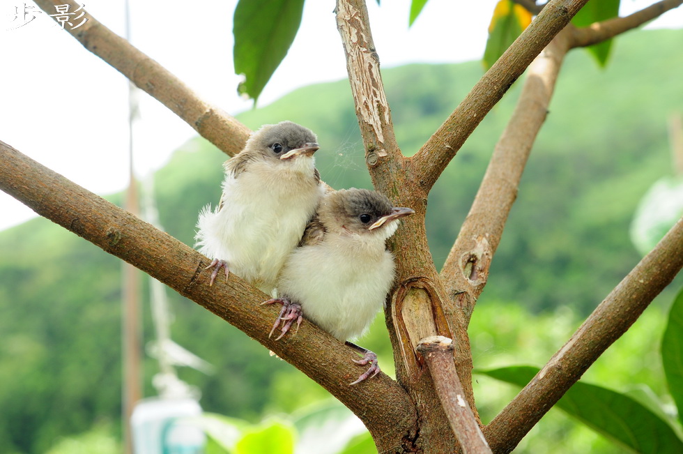 http://i.dcview.tw/gallery/201101/83bfda41f8a22d02c8c29829f8978114.jpg