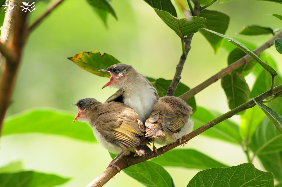 http://i.dcview.tw/gallery/201101/849c8b101deae4aa70bfe1550ea38f1d.jpg