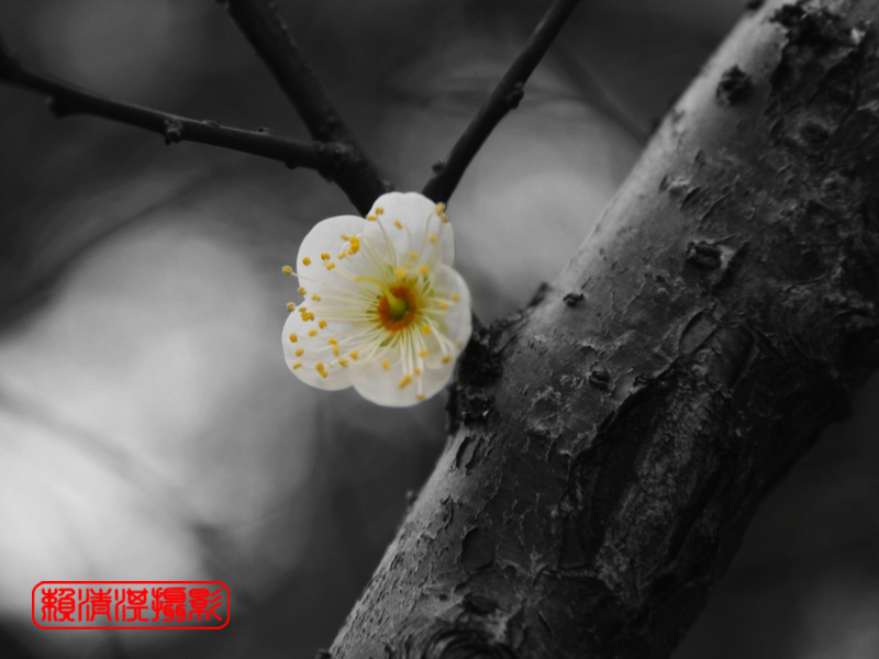 http://i.dcview.tw/gallery/201101/8b49b092208354f530e6b98c277e82ce.jpg