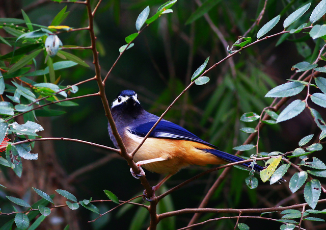 http://i.dcview.tw/gallery/201101/9f37c106bf08f3bd18630ac0bca47bff.jpg