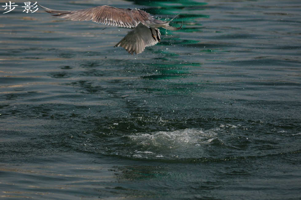 http://i.dcview.tw/gallery/201101/ab6937f13789b65cb00579dc1f0b60a4.jpg