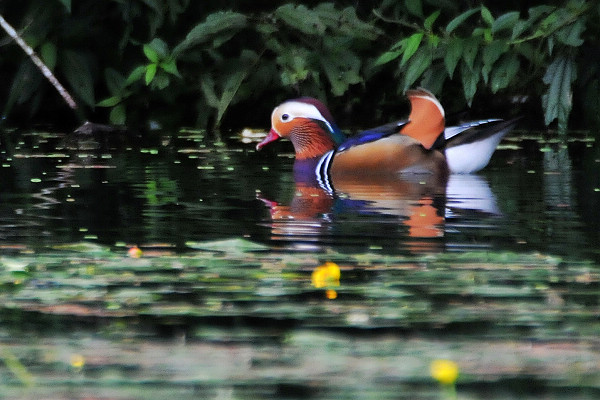 http://i.dcview.tw/gallery/201101/cfc6a812aefcb1d51d82c4a8826377a1.jpg