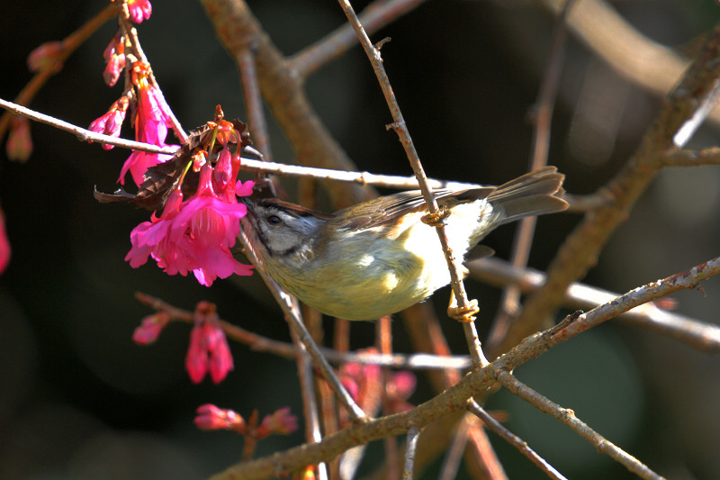 http://i.dcview.tw/gallery/201101/d5d883789433e45aeefdf5937395ee89.jpg