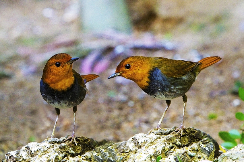 http://i.dcview.tw/gallery/201101/dd286a15646c7995e86a6239a9190559.jpg