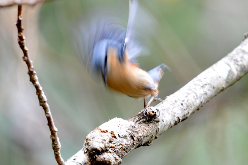 http://i.dcview.tw/gallery/201101/f014bf3838adc8ab8ccd546aedf83135.jpg