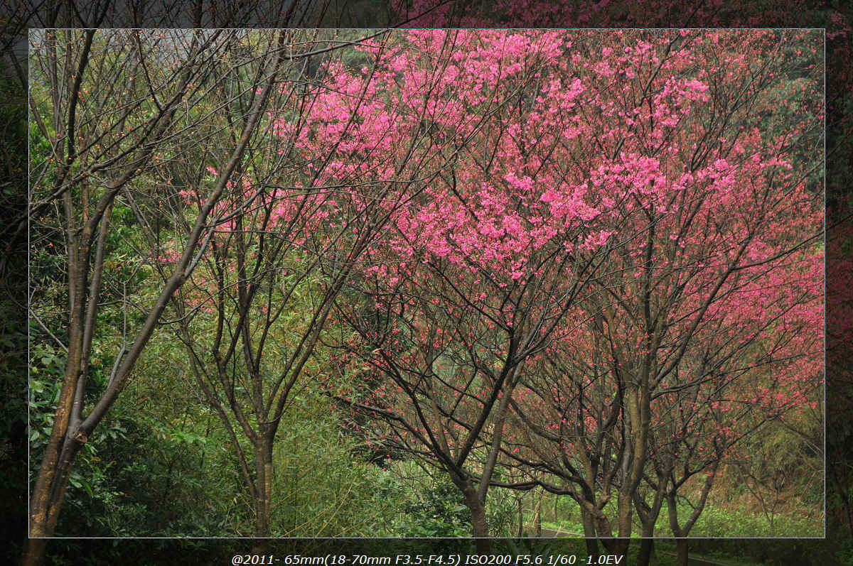 http://i.dcview.tw/gallery/201102/014629eb5fbcef5a8c60b2a5fa0dbe51.jpg