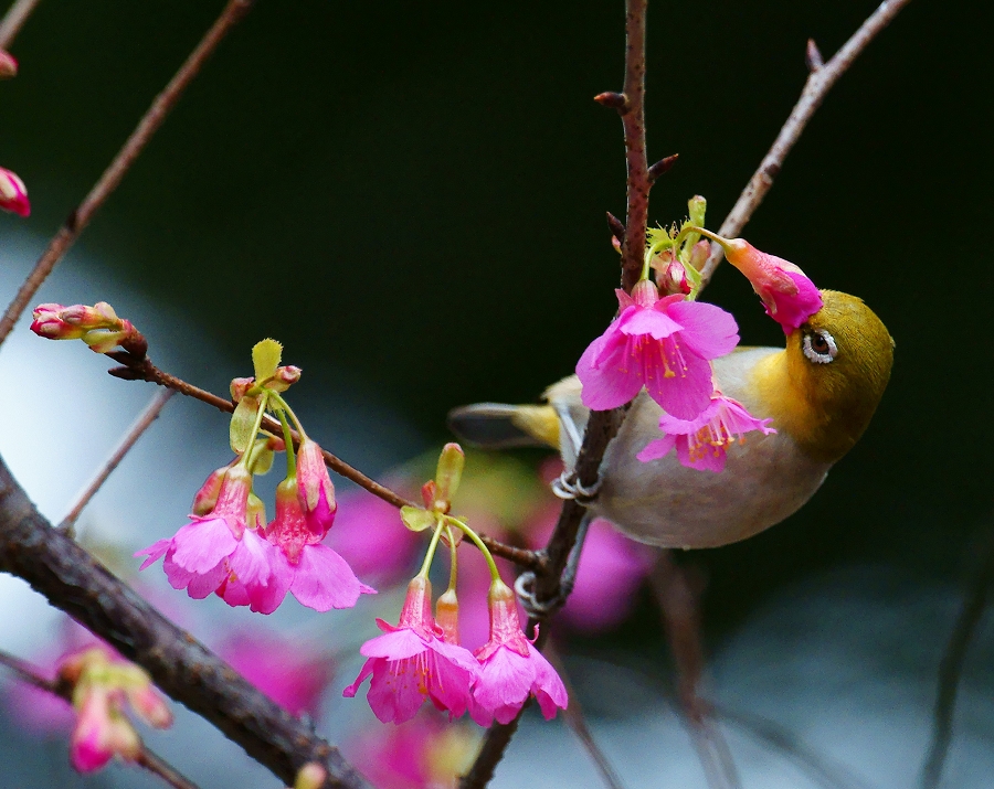 http://i.dcview.tw/gallery/201102/02130a22fa41c9e2119c73c1e5cc8bde.jpg