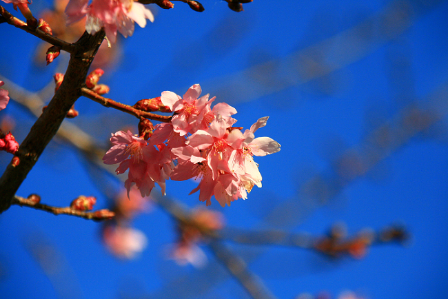 http://i.dcview.tw/gallery/201102/04866fe3f0c53acefaf24c60a6ee6070.jpg