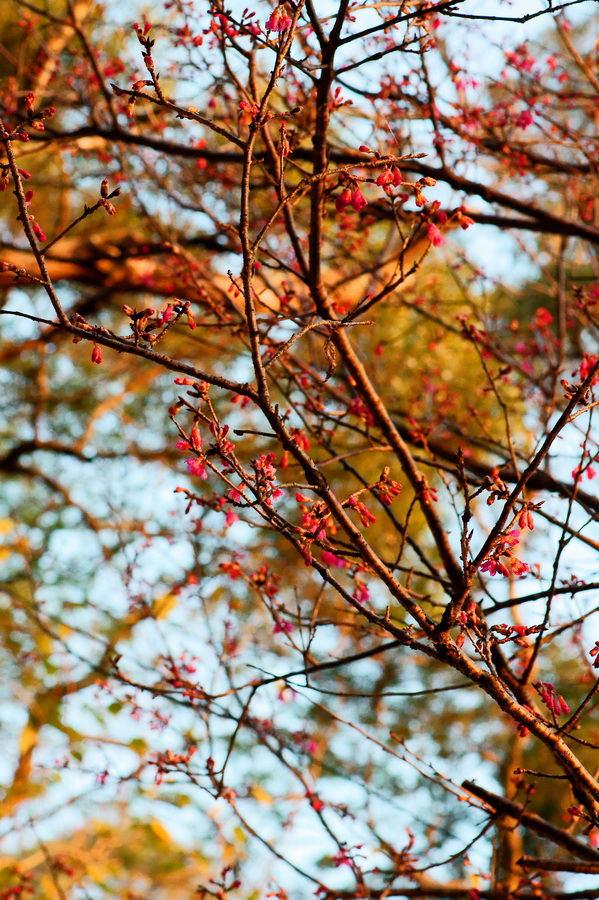 http://i.dcview.tw/gallery/201102/049f7b23615607ed581eb284c631401e.jpg