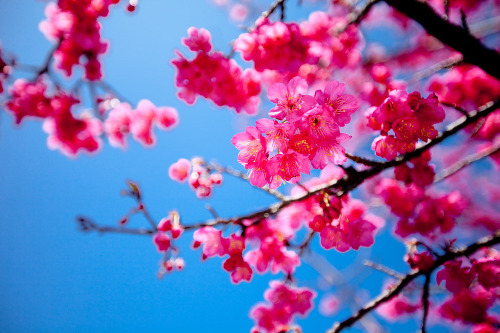 http://i.dcview.tw/gallery/201102/05035515f70d31c47654489549618eb9.jpg