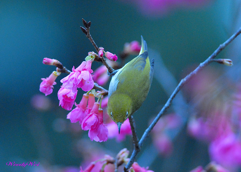 http://i.dcview.tw/gallery/201102/051252d87d7a0a0bf4982ea28ed648e1.jpg