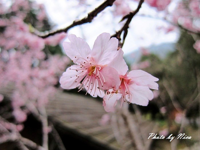http://i.dcview.tw/gallery/201102/0c2d64282d94e4ae4191b53ebd6befed.jpg